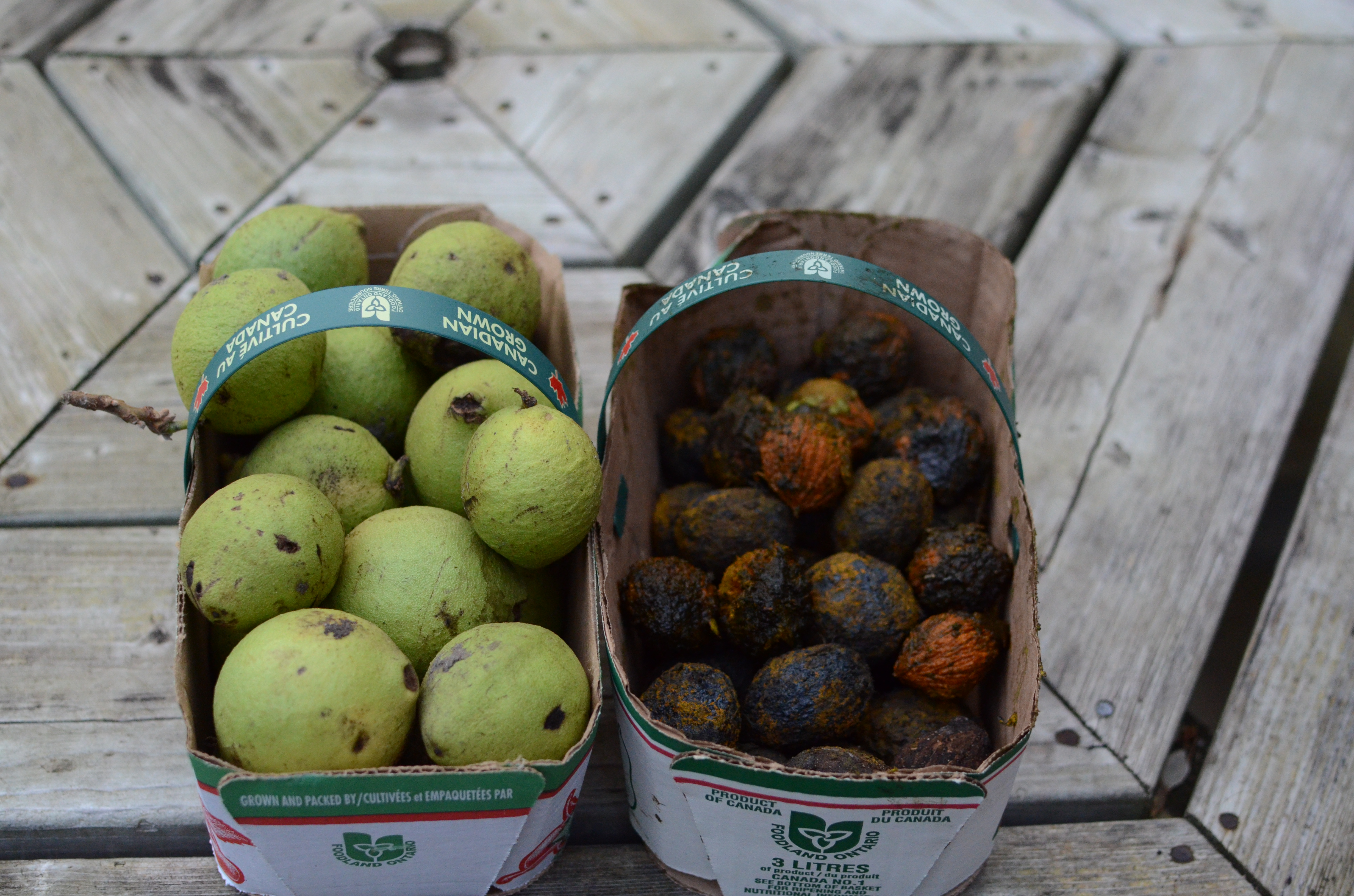 How do you harvest walnuts?